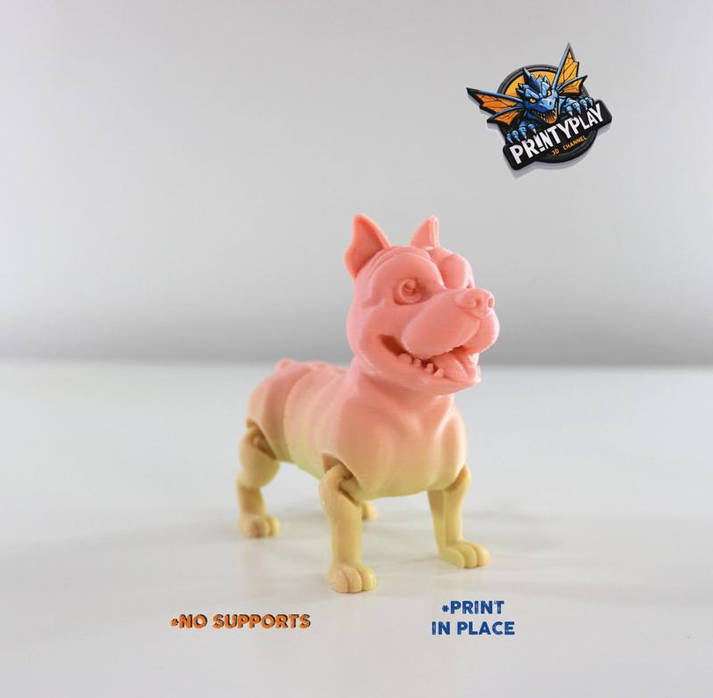 Cute  Flexi American Bully