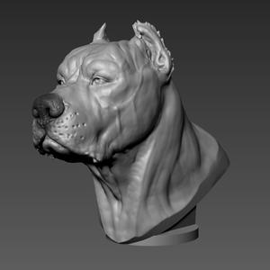 Dogo Argentino Bust