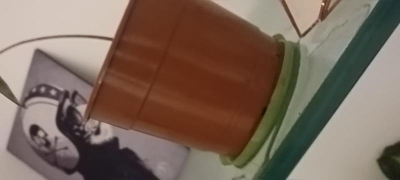 planter plate