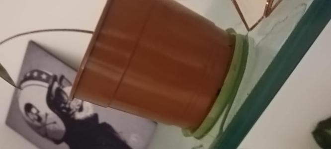 planter plate