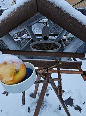 Bird Buddy Camera Mount for universal mounting