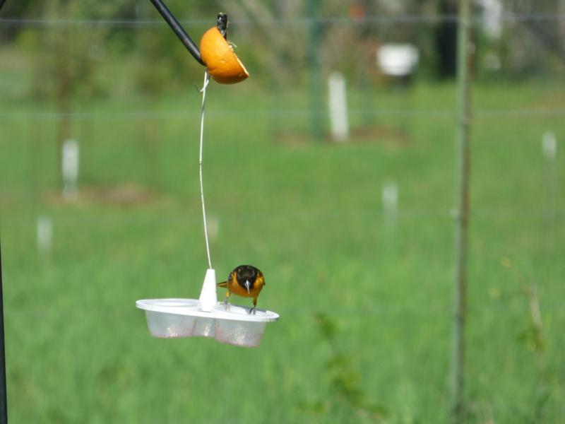 Oriole jelly feeder
