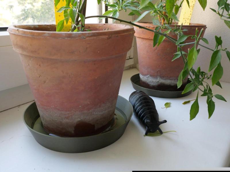 Planter dish (parametric, multiple sizes)