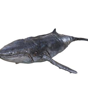 Whale GOLDFISH GOLD FISH GOLDEN ANATOMY CARP TUN WATER RIVER OCEAN SEA FISHING ANIMAL CARP SALMON SHARK POKEMON