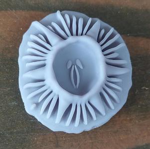 decorative barnacle