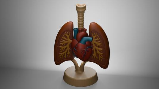 Anatomical model of lungs with heart for education - 3D print