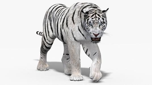 White Tiger Low-Poly 3D with White Floor