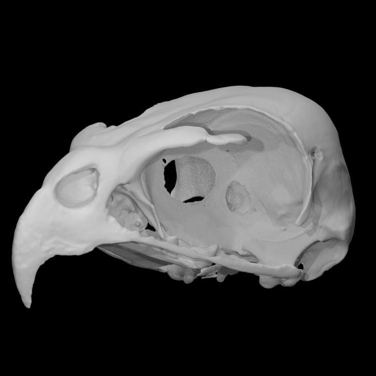 Sharp Shinned Hawk Skull