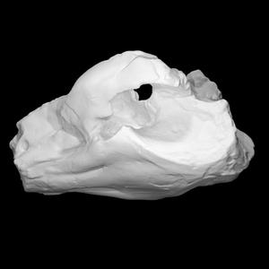 Pig - cast of skull