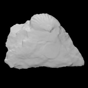 Parastrophonella brenchleyi