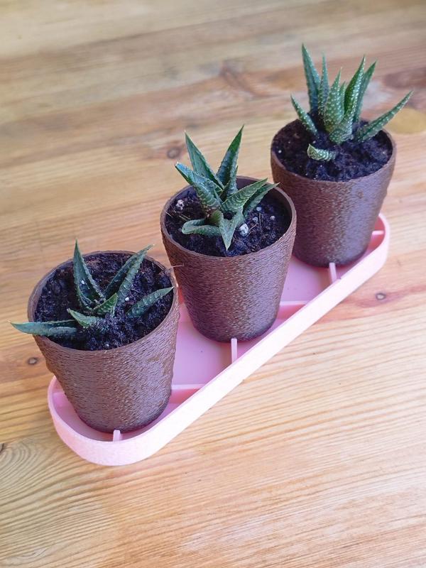 3-Piece Mini Pot Set with Tray, Shovel & Watering Can