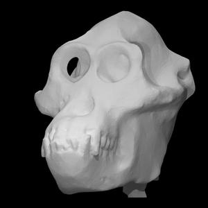 Male Orangutan Skull