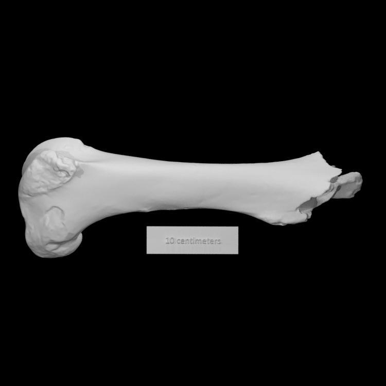Right Horse Femur