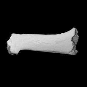 Pig Humerus