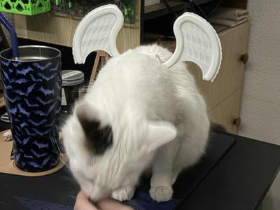 Cat Angel Wings