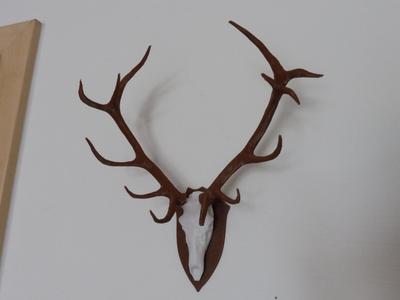 Red Deer Antlers