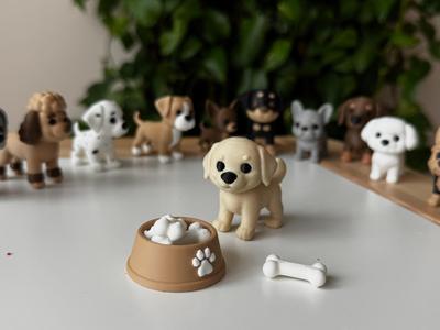 Labrador puppy
