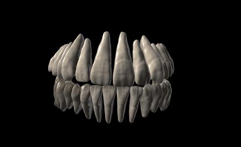 Real Anatomy Tooth Seth #1