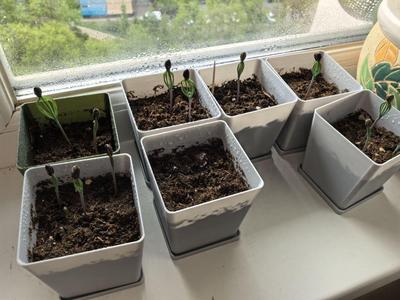 горшок для проращивания семян