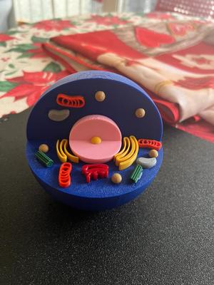 Animal cell