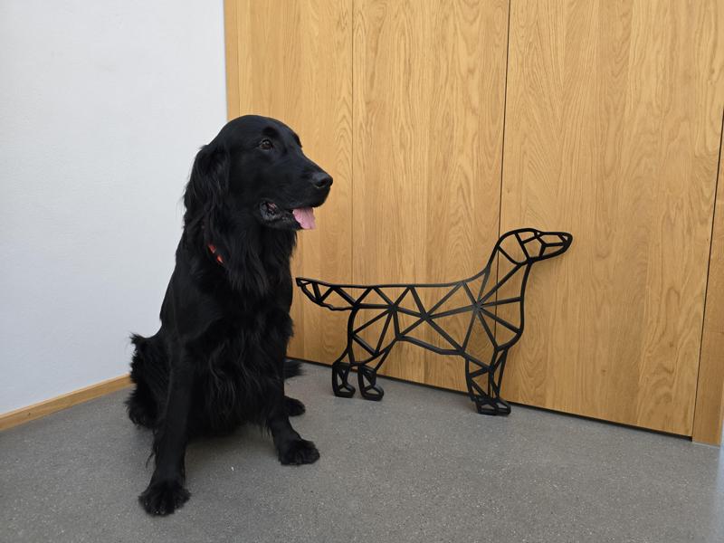 XXL Low poly flatcoat (upscale)