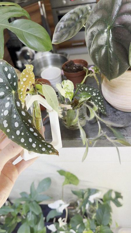 Plant Cutting Stand for a Test Tube