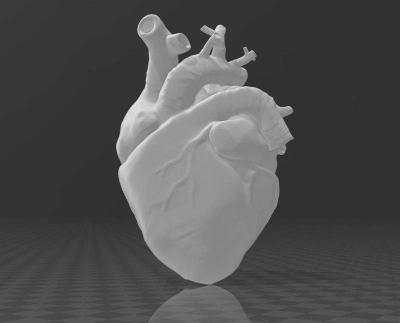 Human heart