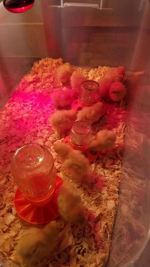 Baby Chick Feeder for Mason / Canning Jar