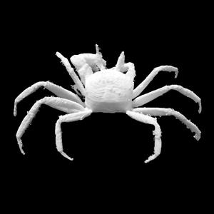 Ghost Crab