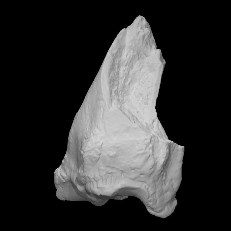 Ice Age Bison Radius/Ulna (VCU_3D_2863)