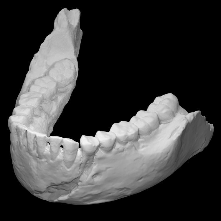 Homo Naledi Jaw from Rising Star Cave