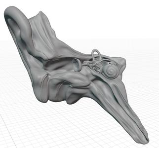 👂 𝐎𝐈𝐃𝐎𝐎 👂 𝐇𝐔𝐌𝐀𝐍𝐎 𝐀𝐍𝐀𝐓𝐎𝐌Í𝐀 (𝐡𝐮𝐦𝐚𝐧 𝐞𝐚𝐫 𝐚𝐧𝐚𝐭𝐨𝐦𝐲)