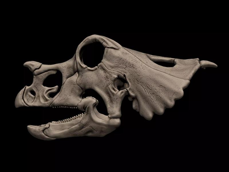 Baby Einiosaurus  Skull