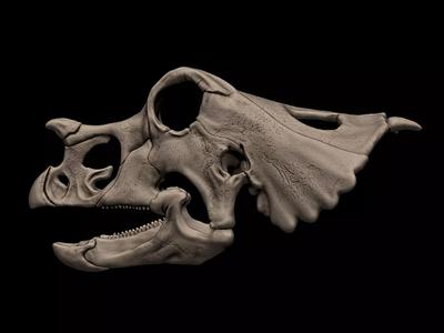 Baby Einiosaurus  Skull