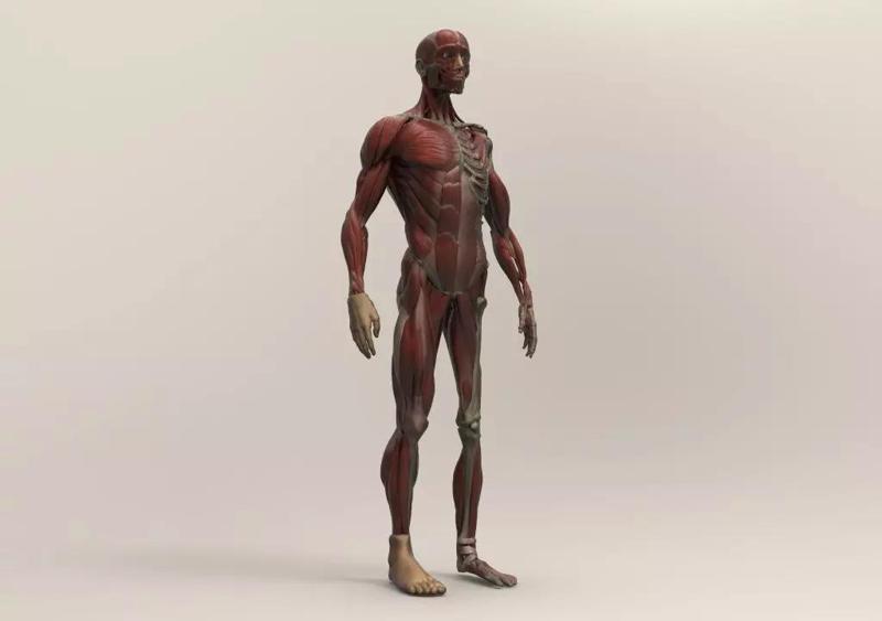 Anatomy study ecorche