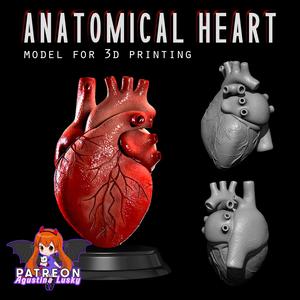 Human Heart Anatomical