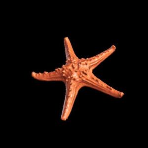 Real starfish 3d scan