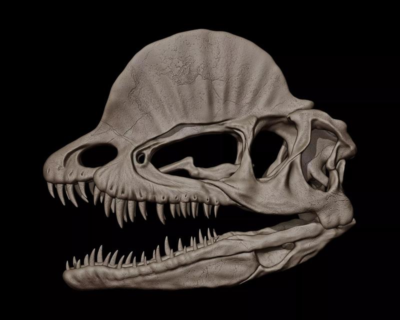 Dilophosaurus Skull