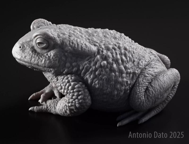 Common Toad Bufo Bufo Printable 3D Model