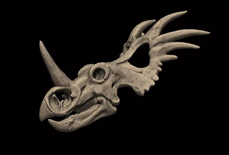 Styracosaurus Skull 3D Print Model