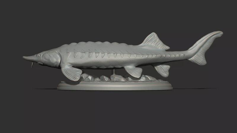 Sturgeon Beluga fish on the base