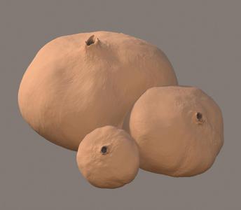 Disciseda candida (fungus)