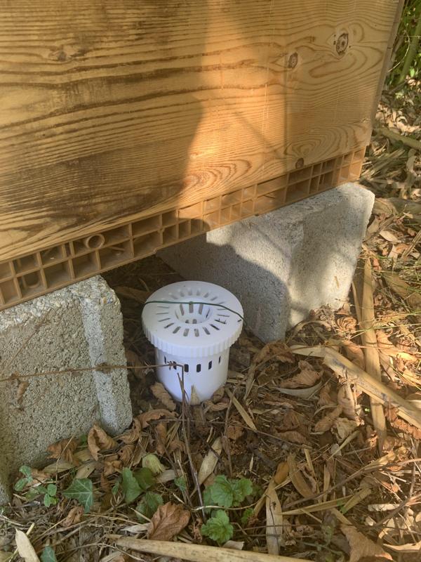 Selective Asian hornet trap