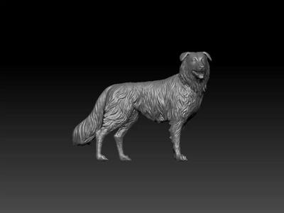 Border Collie Dog