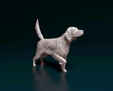 English Setter