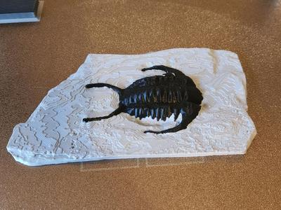 Trilobite fossil (gabriceraurus mifflinensis)