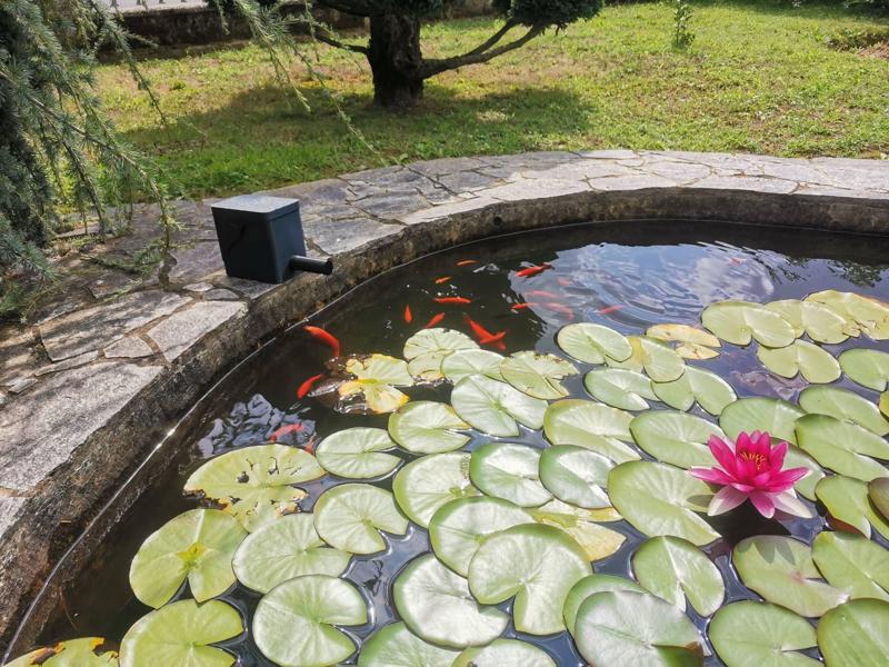 Automatic fish feeding