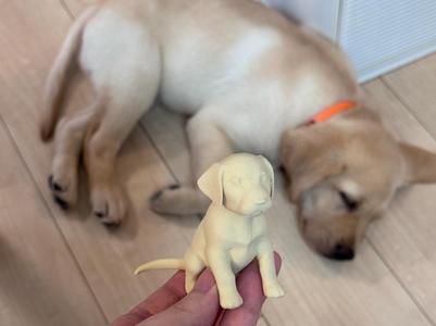 labrador retriever puppy