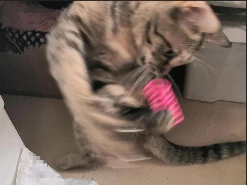 Cat toy spring, boredom relief self-playing cat teaser spring cat toy