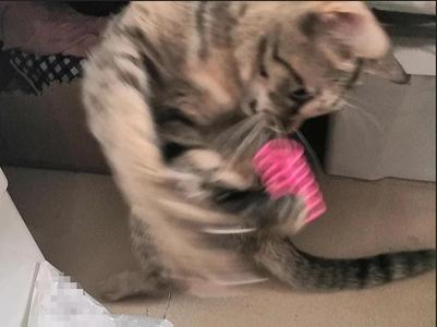 Cat toy spring, boredom relief self-playing cat teaser spring cat toy